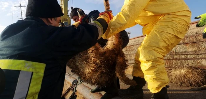 Salvare oi nava scufundata in portul Midia FOTO ISU Dobrogea