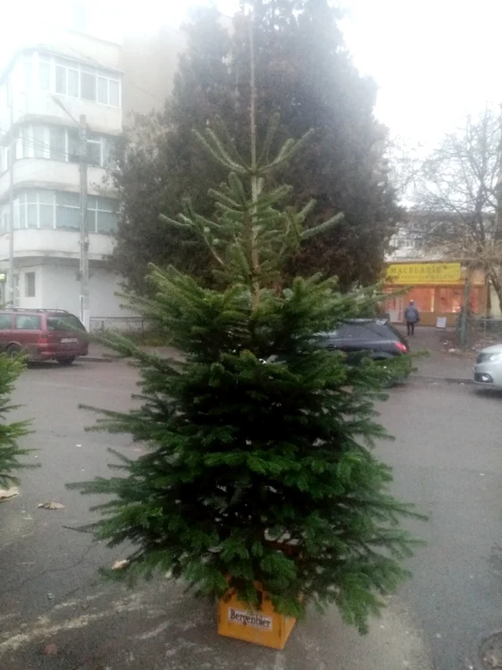 calarasi brazi de Craciun la piata FOTO I.S.