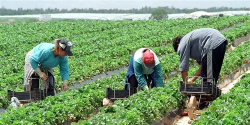 Agricultorii sunt nemulţumiţi de partidele politice existente