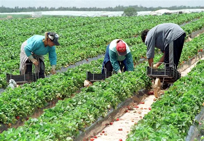 După 2013, cei peste 20.000 de români şi bulgari care muncesc în agriculta britanică vor putea să-şi aleagă orice alt loc de muncă FOTO Adevărul