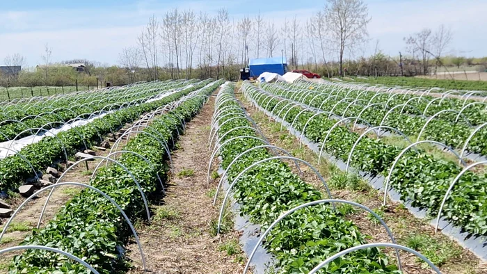 Cu 5 ani în urmă femierul a plantat căpșuni pe 6.000 m.p. FOTO: Costel Vișan