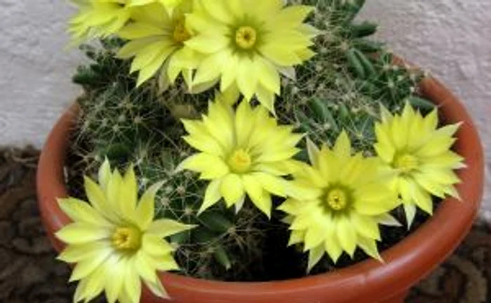 Cactus