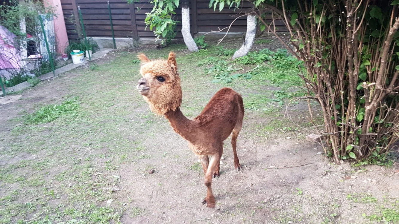 
    Polițistul Marian Godină și-a tuns puiul de alpacafoto: arhivă personală  