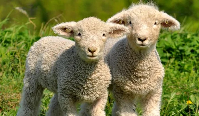 ONG-urile pentru protecția animalelor se luptă pentru ca miei pentru Paște să fie scarificați fără să sufere