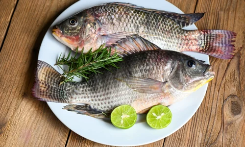 peste tilapia shutterstock 2211974043 jpg