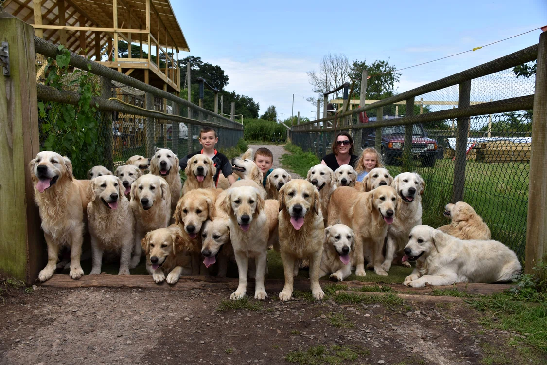 O parte din câinii de la sanctuarul The Golden Retriever Experience foto: profimedia