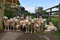 sanctuar caini golden retriever front profimedia 0705422196 (2) jpg