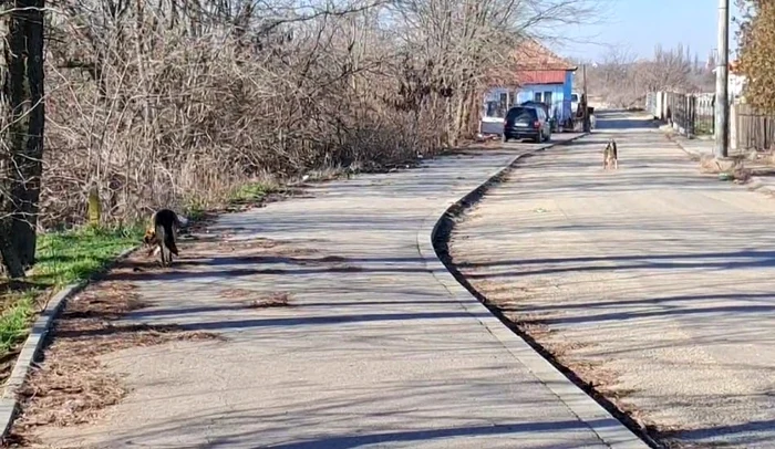 Câini liberi pe străzi în cartierul în care locuia copilul omorât de animale FOTO: captura video  