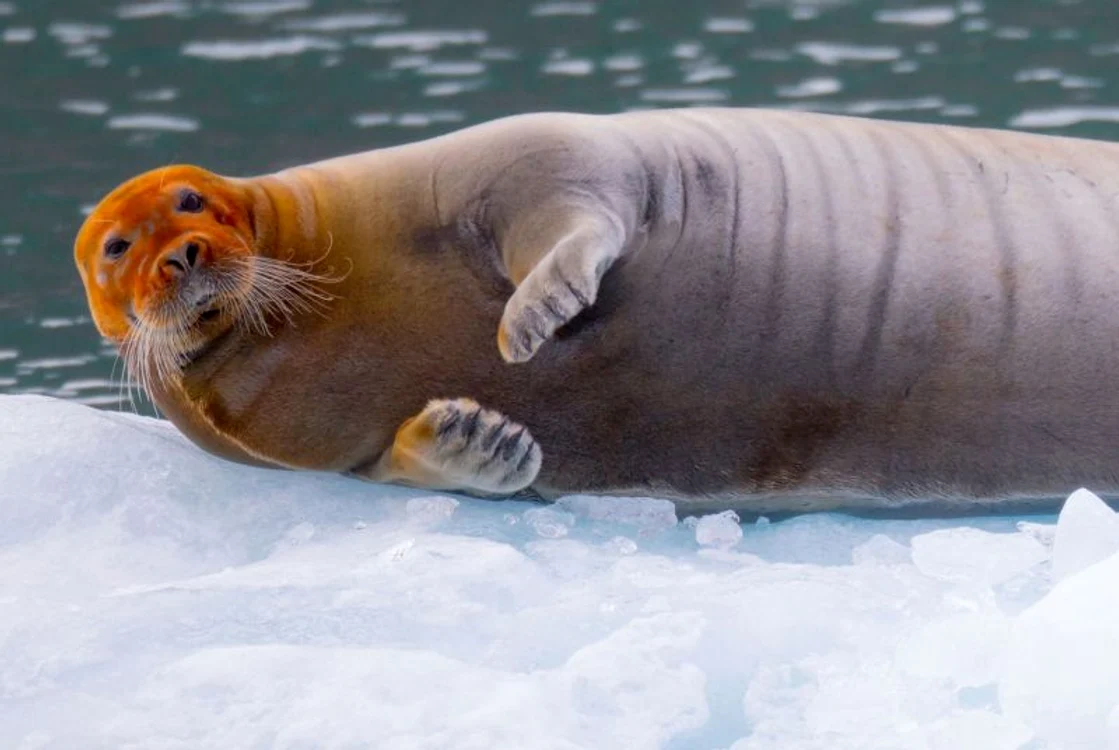 
    Foca roşie  