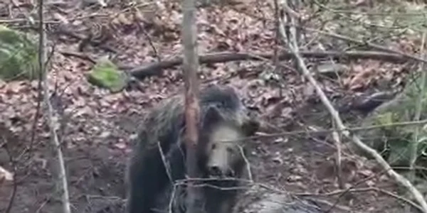 urs mures prins in lat jpg