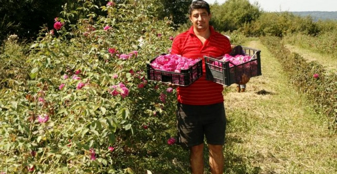 Plantaţie Trandafiri Ucea