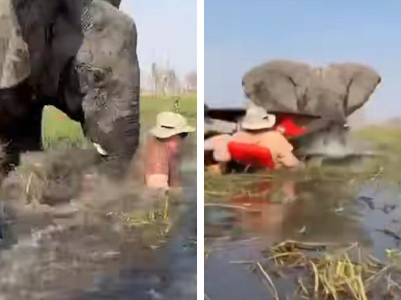 Clipe de groază pentru două cupluri de turiști în Africa: un elefant s-a năpustit asupra bărcilor, lovind o femeie