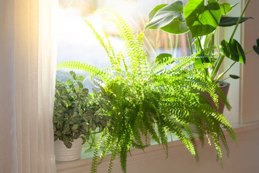 Ai aceste plante în casă? Nu le scoate pe balcon sau în grădină. Se pot ofili repede