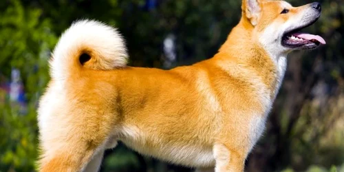 caine akita inu foto shutterstock