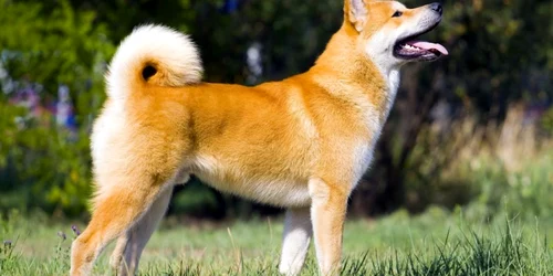 caine akita inu foto shutterstock