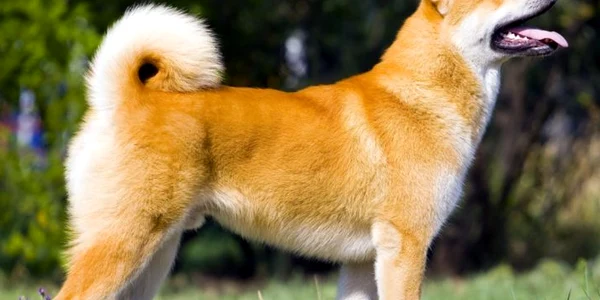 caine akita inu foto shutterstock
