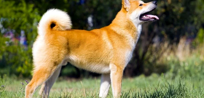 Akita Inu - simbolul naţional al Japoniei ,considerat foarte protector cu copiii, dar şi cel mai loial companion şi protector al casei, a desfigurat o copilă de 5 ani din Vâlcea Foto: Shutterstock