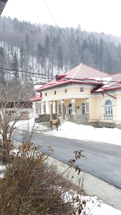 
    Cerbul s-a plimbat ceva timp prin curtea spitalului apoi a fost fugărit până în pădure de atacatori  