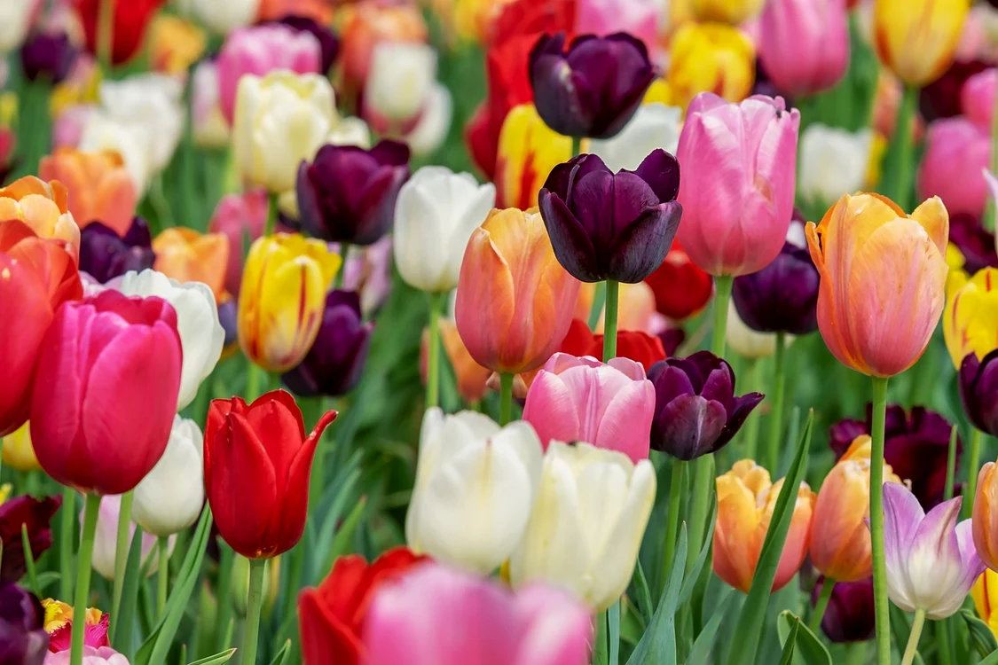 Lalele se pot găsi într-o paletă mare de culori / foto: Pixabay