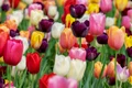 tulips 3365630 1280 jpg