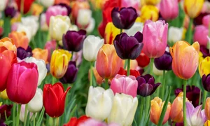 tulips 3365630 1280 jpg