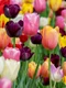 tulips 3365630 1280 jpg