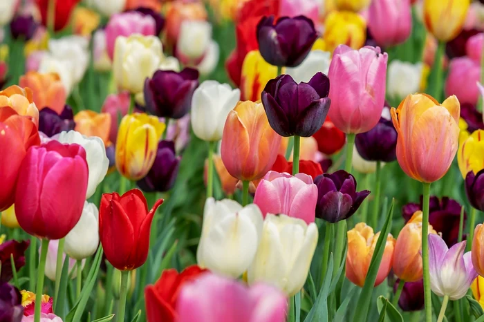 Lalele se pot găsi într-o paletă mare de culori / foto: Pixabay