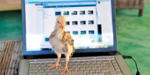 VIDEO Faţa galbenă care râde