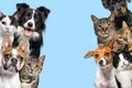 animale companie istock jpg