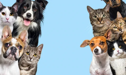 animale companie istock jpg
