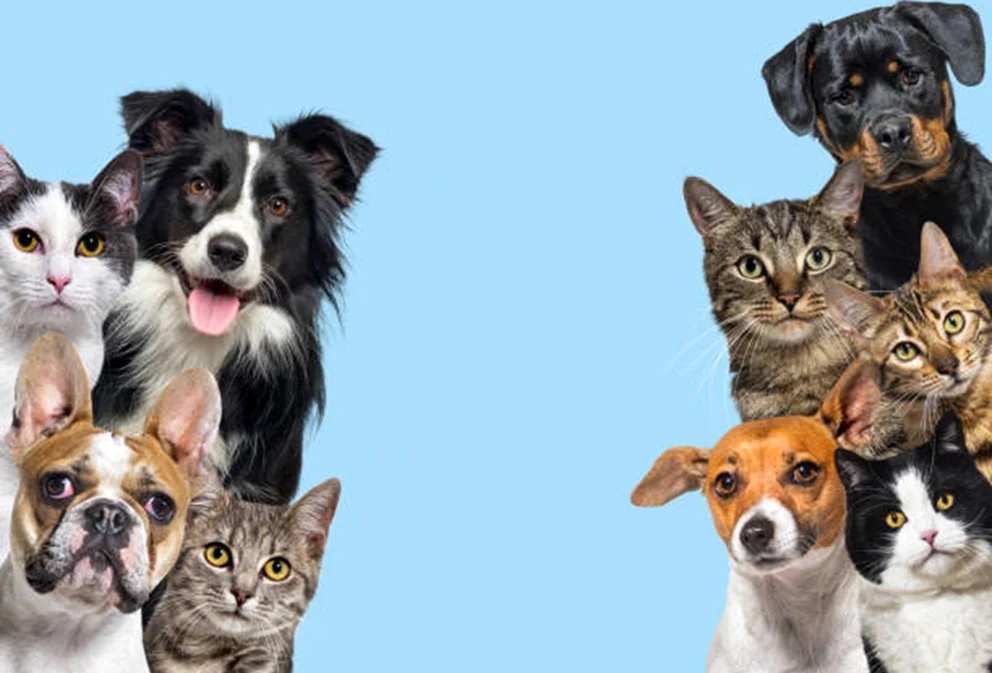 Singurul animal din lume care e mai mare atunci când e pui / foto: iStock