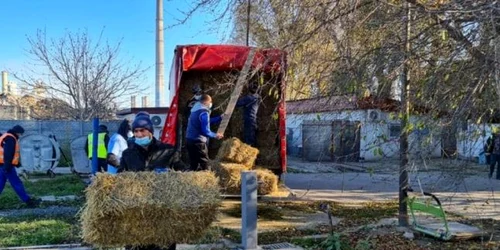 Lucrări la adăpostul pentru câini fără stăpân din Constanţa Sursa Facebook Vergil Chiţac