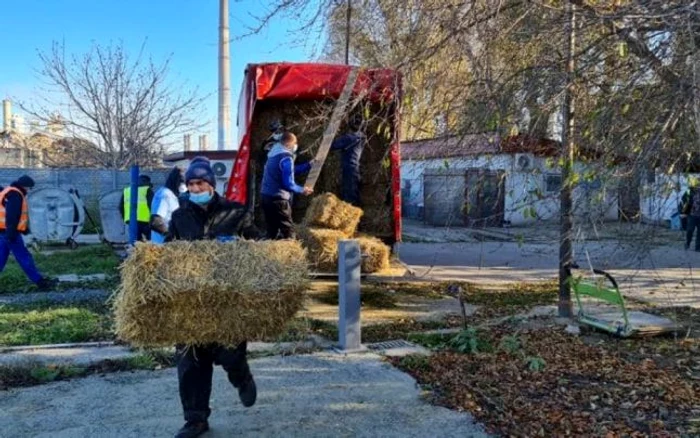 Lucrări la adăpostul pentru câini fără stăpân din Constanţa Sursa Facebook Vergil Chiţac