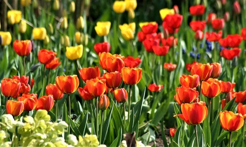 1 80479 original jpg jpeg