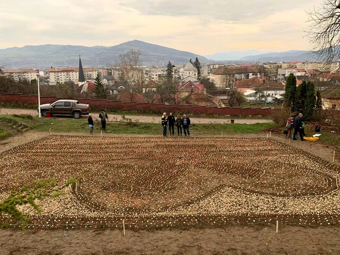 Bulbii de lalele au fost plantaţi în această iarnă FOTO Facebook.com/Jub Holland