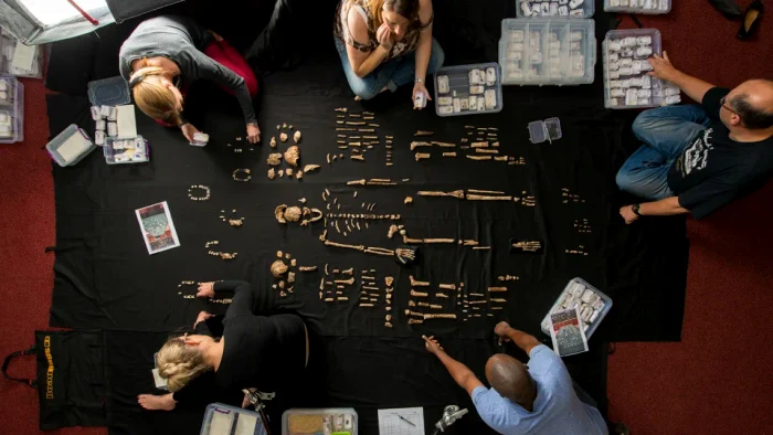 Echipa de cercetare, analizând rămășițe ale Homo naledi FOTO National Geographic