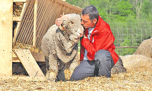 Mielul Easter s a născut la Periș chiar de Paște gif