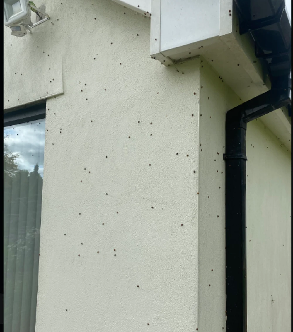 Invazie de buburuze în Marea Britanie. Cum explică experții fenomenul