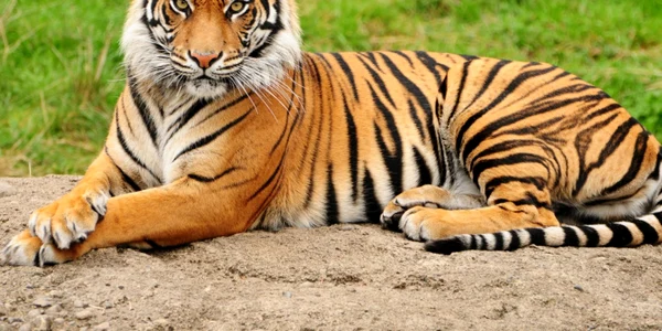 Activităţi de Ziua Tigrului FOTO digi animal world