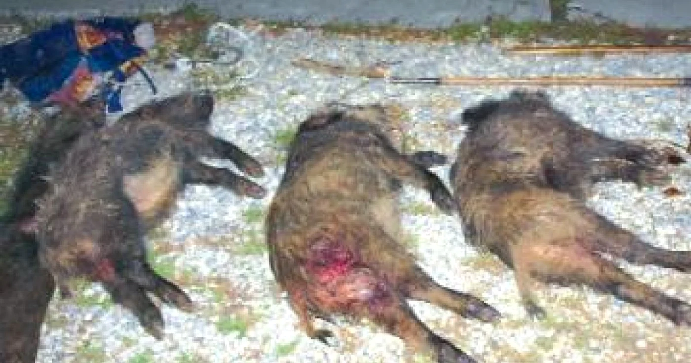 Febra aftoasă a fost depistată la trei porci mistreţi împuşcaţi în Bulgaria