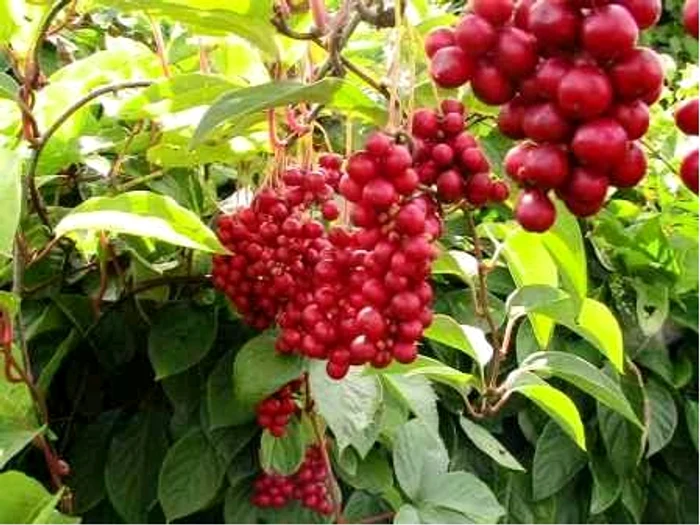 
    Produsul obţinut din acest fruct combate insomnia  