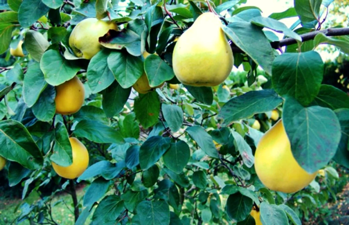 Gutuile, fructe cu beneficii uimitoare FOTO Adevărul Financiar