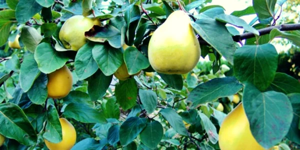 plantatie de gutui foto adevarul financiar