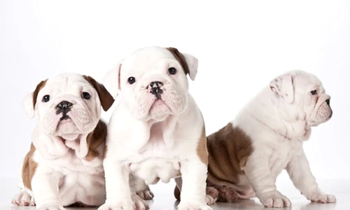 1 57702 original jpg jpeg