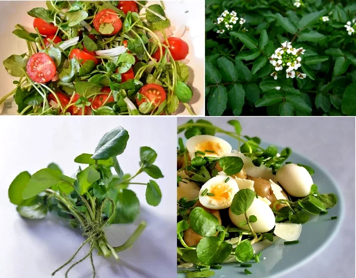 Năsturelul, cel mai sănătos aliment din lume.