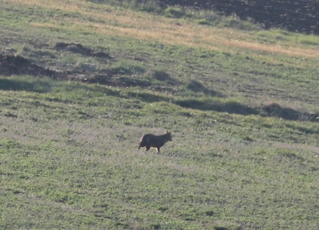 sacal animal alba