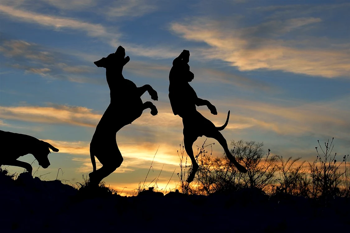 1 great dane 3021613 960 720 jpg jpeg