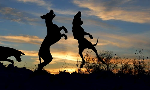 1 great dane 3021613 960 720 jpg jpeg