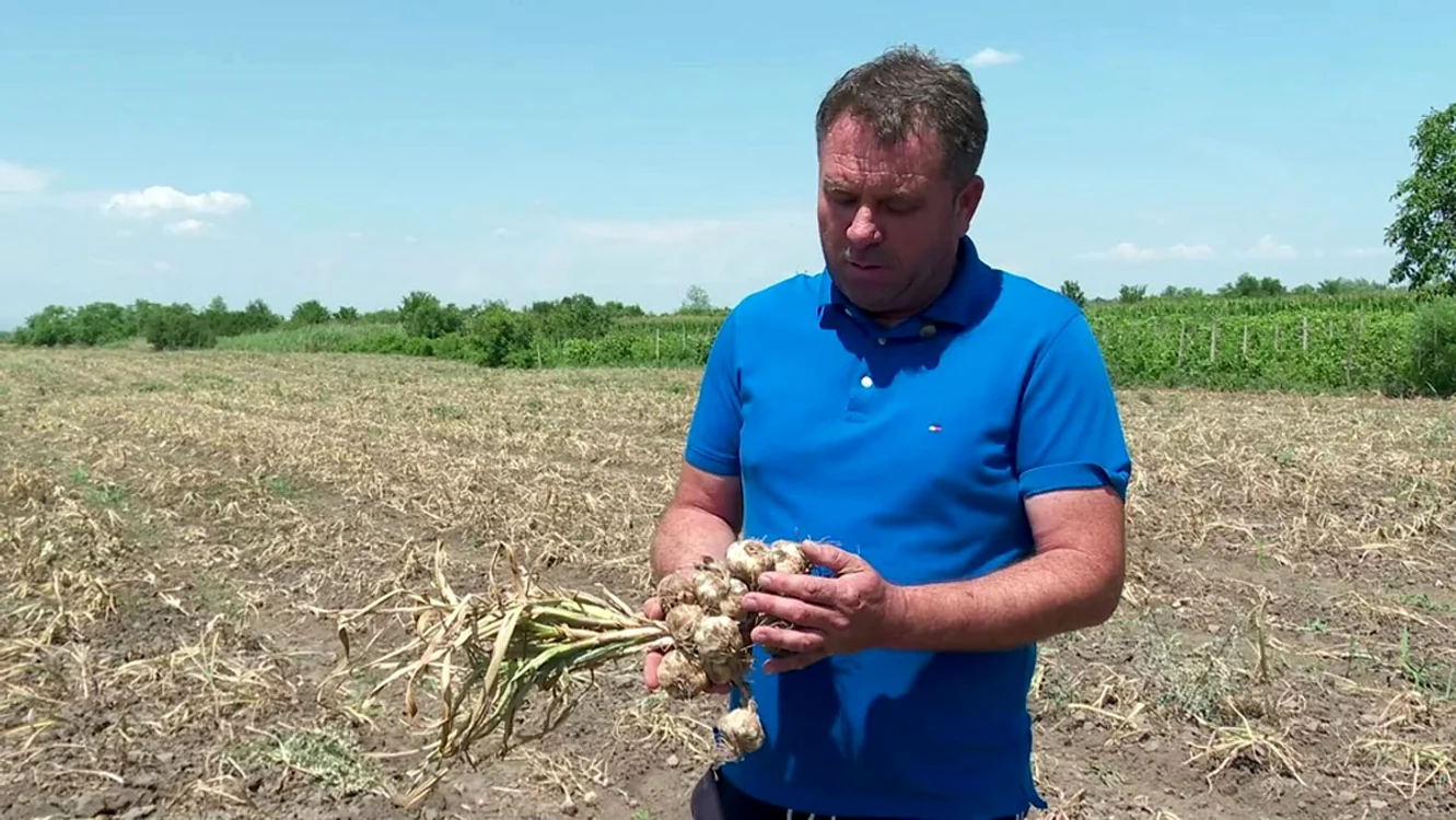 Fermierul Valentin Jecu  laudă proprietăţile  usturoiului