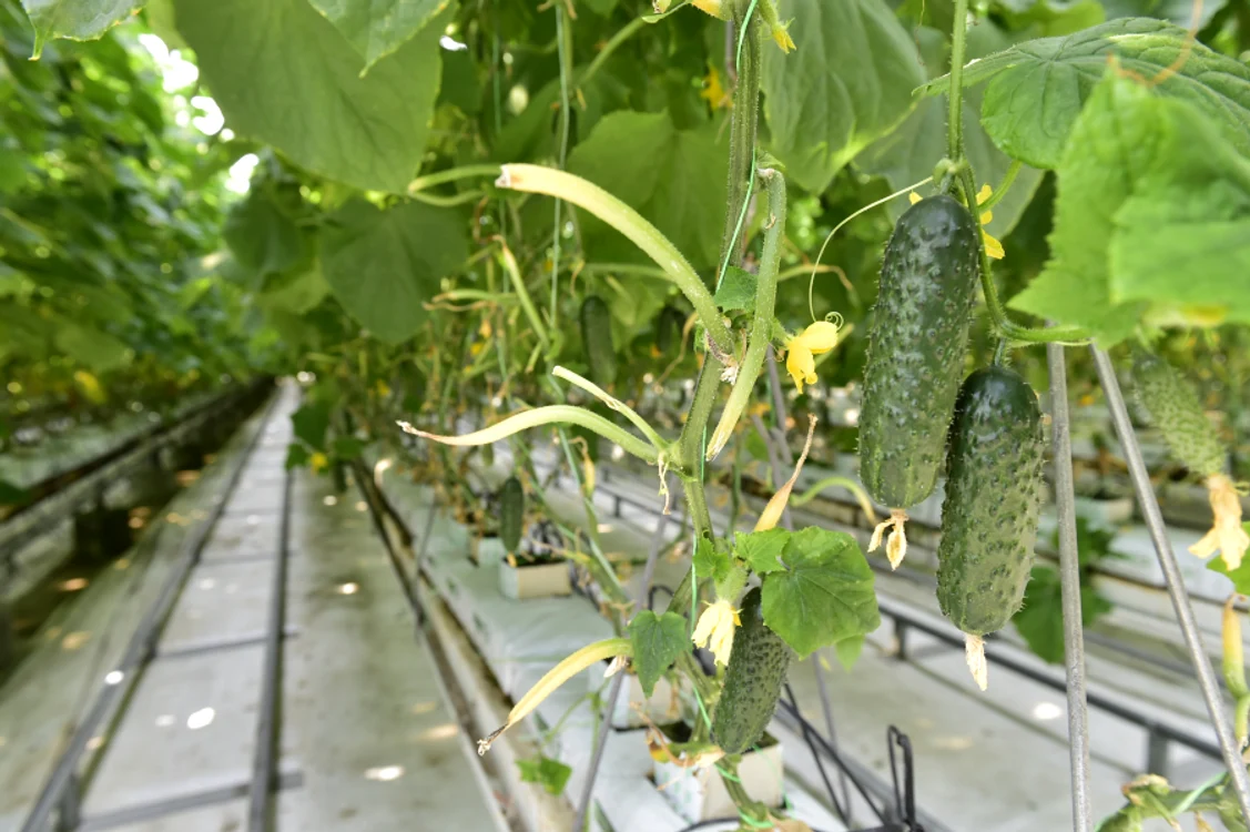 MADR acordă 22 milioane de euro pentru cultivarea legumelor în spaţii protejate, Foto: MADR
